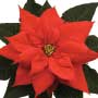 Holiday Tox Test: Is the Poinsettia Poisonous?