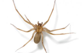 Hemolytic Anemia after Brown Recluse Envenomation