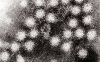 Norovirus: That Bug Gets Around