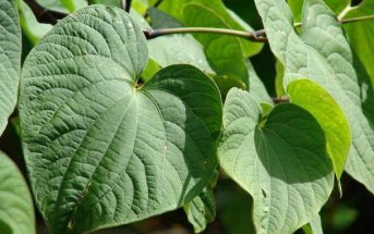 Kava – What you should know