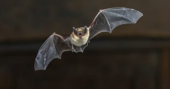 EPM Talk - bat bites