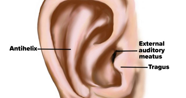 External ear anatomy_GSmith-wm