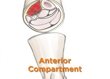 Lower leg anterior compartment_DMason-wm