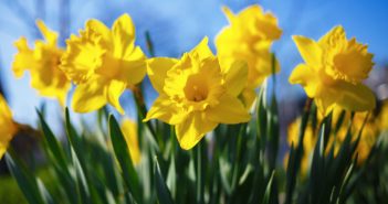 Yellow narcissus flowers