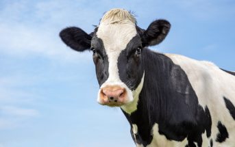 Crash Cart: Drinking Cow Urine Prevents COVID?