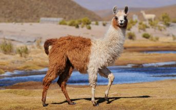 Crash Cart: Llama antibodies fight COVID
