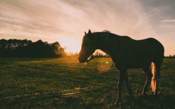 Ultrasound: Traumatic horse trample