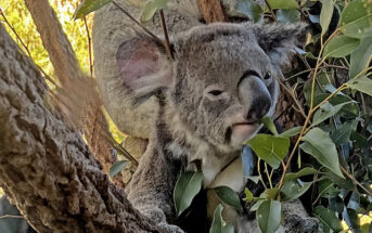 Help! A koala just bit me