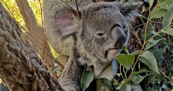 figure 1 koala