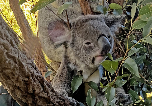 figure 1 koala